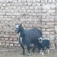 فروش یک عدد بز ویک عدد بزغاله نربزی|حیوانات مزرعه|جوادآباد, |دیوار