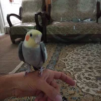 عروس هلندی|پرنده|اصفهان, عطار نیشابوری|دیوار