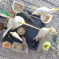 جوجه عروس هلندی