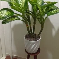 پخش و پرورش گلسرای سعید