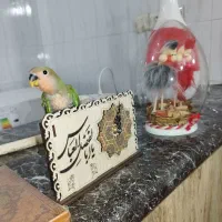 جوجه کوتوله|پرنده|زاهدان, |دیوار
