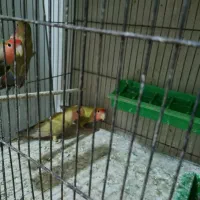 فروش طوطی کتوله برزیلی