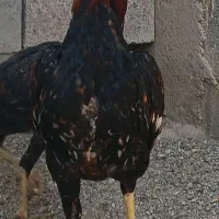 خروس خوب بفروش