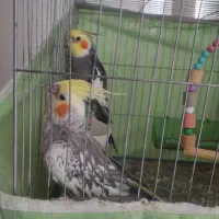 عروس هلندی جفت مولد