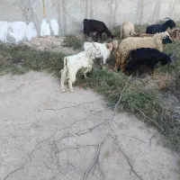 تعداد 20راس بز کهر ه دار داشتی|حیوانات مزرعه|بندر گناوه, |دیوار