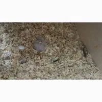 معاوضه جوجه کاسکو سرلاکی