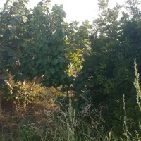 باغ فروشی|فروش زمین و ملک کلنگی|قم, سالاریه|دیوار