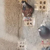 شهری چاپی