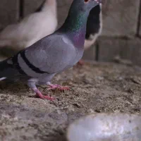 سبز|پرنده|کوه چنار, |دیوار