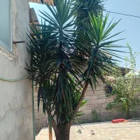 درخت  معاوضه  با گوشی سامسونگ A06