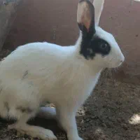 5 عدد خرگوش بامزه