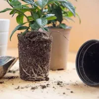 تعویض‌خاک‌و‌گلدان.فضای سبز.کاشت ودر محل|گل و گیاه طبیعی|تهران, اکباتان|دیوار