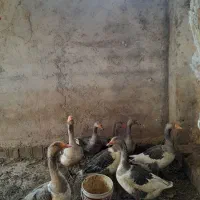 قاز|حیوانات مزرعه|مهدی شهر, |دیوار