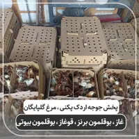 نماینده ورامین در گیلان جوجه گلپایگان،اردک پکنی