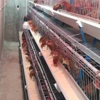 کود مرغ تخمگذار