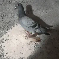 فروش سه عدد کبوتر  ذاتدار