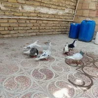تعداد هفت عدد کبوتر شهرستانی
