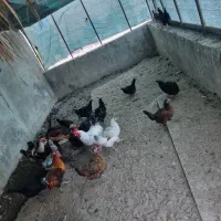 مرغ و خروس محلی|پرنده|بوشهر, |دیوار