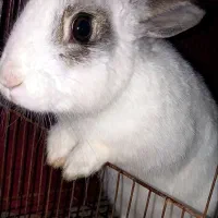 خرگوش سفید بامزه