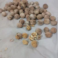 گردو