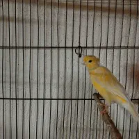 قناری مـاده جوان  « آماده»