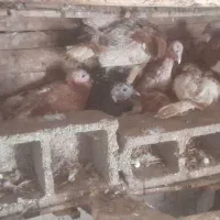 کرچ بوقلمون|حیوانات مزرعه|بشاریات, |دیوار