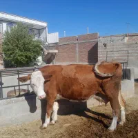 گاو و گوساله|حیوانات مزرعه|چهاربرج, |دیوار