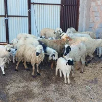 10عدد میش وکاور زاییده همه جون یکیش مایع کرده