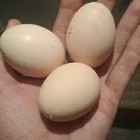 تخم مرغ محلی|خوردنی و آشامیدنی|ارومیه, |دیوار