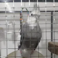 فروش قفس|لوازم جانبی حیوانات|شیراز, گویم|دیوار