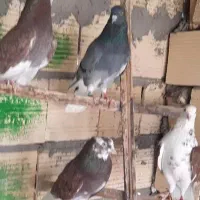 کفتر پرنده|پرنده|سیرجان, |دیوار
