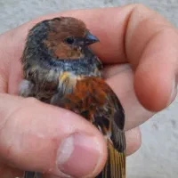 چنتا سهره سینه سرخ قناری.گلبسر.کبوتر.انگشتر|پرنده|کرمانشاه, |دیوار