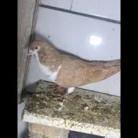 کبوتر|حیوانات|مشهد, بلال|دیوار