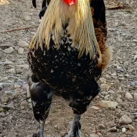 خروس محلی اصل و مرغ کرچ