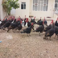 فروش بوقلمون محلی  ارگانیک|حیوانات مزرعه|کازرون, |دیوار