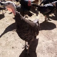 بوقلمون تخمگذار