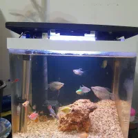 آکواریوم30×30|ماهی|مشهد, حضرت حجت|دیوار