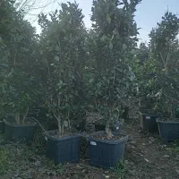 یاس جعبه 40،و سطل 10 جنگلی