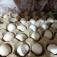 تخم نطفه دار مینیاتوری