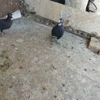 لوازم تحریر  مداد خودکار  دفتر طرح کفتر|لوازم التحریر|رفسنجان, |دیوار