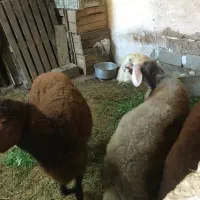 بره گوسفند نر و ماده افشاری بروجرد|حیوانات مزرعه|قائمشهر, |دیوار