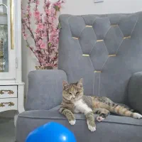 گربه ،واگذاری گربه