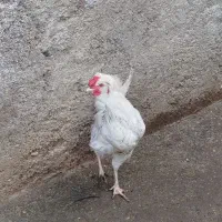 دو عدد خروس گلین مشکی و طوسی|حیوانات مزرعه|ارطه, |دیوار