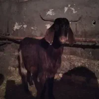 بزگاله نر پرگوشت هم واسه دامازدخ خوبه|حیوانات مزرعه|مشگین شهر, |دیوار