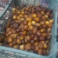 رطب مرداسنگ