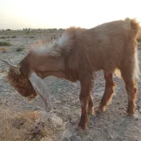 یک عددکعره نر