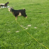 فروش گوسفند