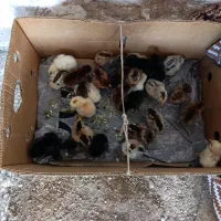 جوجه محلی دوروزه