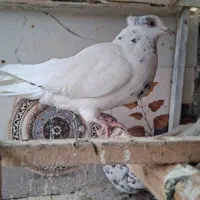 کفتر|پرنده|یزد, |دیوار