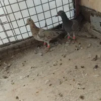 یک جفت هفت رنگ آث|پرنده|محمدیه-قزوین, |دیوار